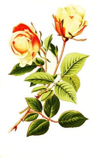 Tea Rose Safrano