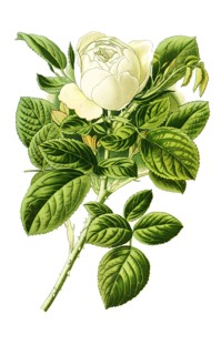 Rose Baroness Rothschild