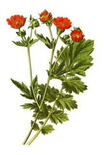 Geum Chiloense