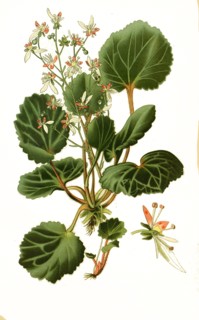 Saxifraga Sarmentosa