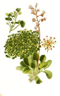 Saxifraga Huetii