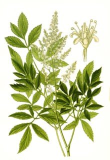 Astilbe Japonica