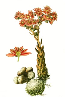 Sempervivum Arachnoideum