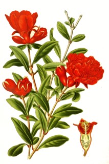 Punica Granatum