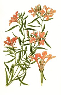 Clarkia Pulchella