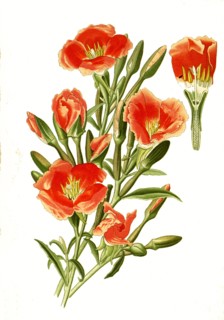 Cenothera Amoena