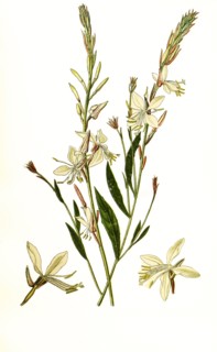 Gaura Lindheimeri. Oenothera Lindheimeri