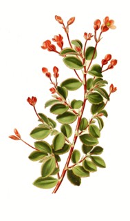 Begonia Fuchsioides. Begonie