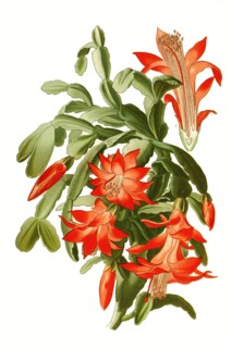 Epiphyllum Truncatum