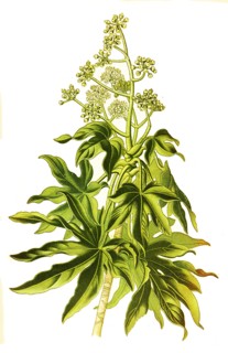 Fatsia Japonica