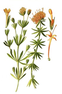 Phuopsis Stylosa