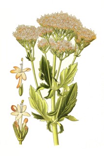 Centranthus Macrosiphon
