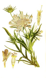 Scabiosa Caucasica
