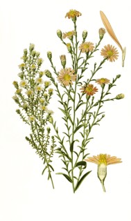 Aster Multiflorus
