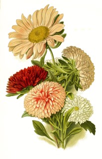 Callistephus Sinensis