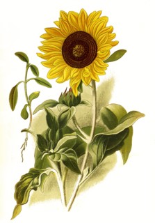 Helianthus Argophyllus
