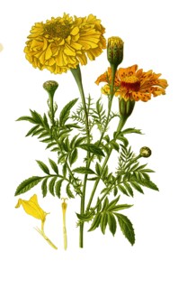 Tagetes Erecta