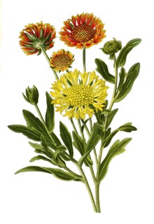 Gaillardia Pulchella