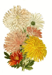 Chrysanthemum Sinense Var.