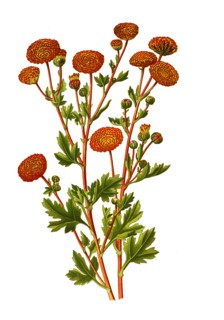 Chrysanthemum Sinense