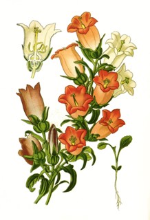Campanula Medium