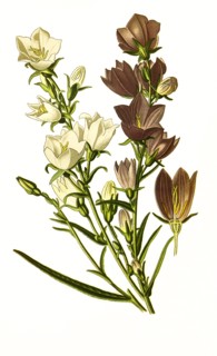 Campanula Persicifolia