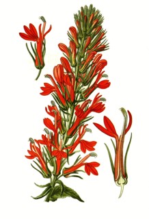 Lobelia Cardinalis