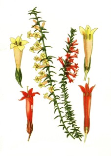Epacris Impressa