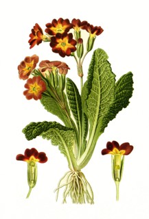 Primula Variabilis
