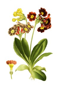 Primula Auricula