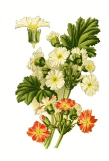 Primula Sinensis