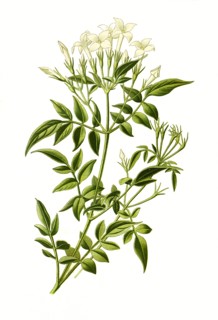 Jasminum Officinale