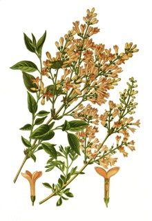 Syringa Persica