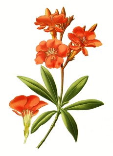 Nerium Oleander