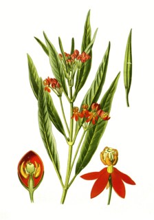 Asclepias Curassavica
