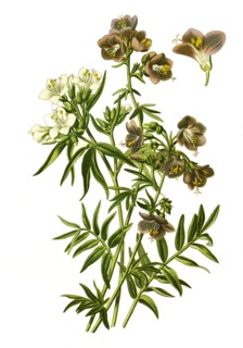 Polemonium Caeruleum