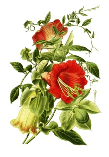 Cobaea Scandens
