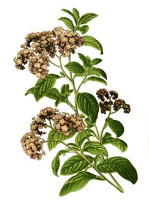 Heliotropium Peruvianum