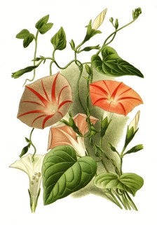 Ipomaea Purpurea