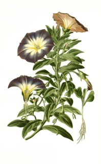 Convolvulus Tricolor