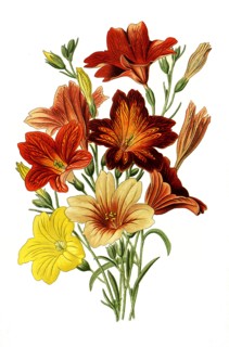 Salpiglossis Sinuata