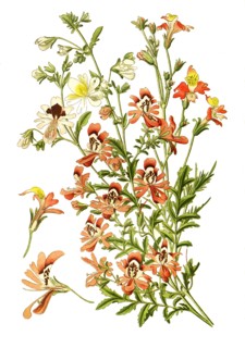 Schizanthus Pinnatus