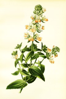 Collinsia Bicolor
