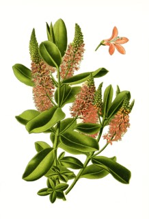 Veronica Speciosa