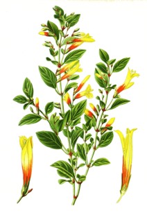 Libonia Floribunda
