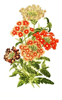 Verbena Hybrida