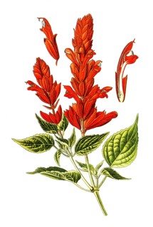 Salvia Splendens