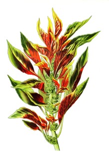 Amaranthus Tricolor