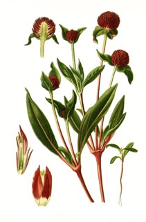 Gomphrena Globosa