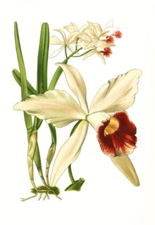 Laelia Purpurata